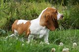 BASSET HOUND 048